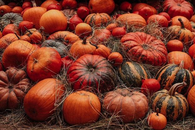 Beaucoup de citrouilles oranges fraîches couchées dans le foin Décoration d'automne Le temps de la récolte Thanksgiving