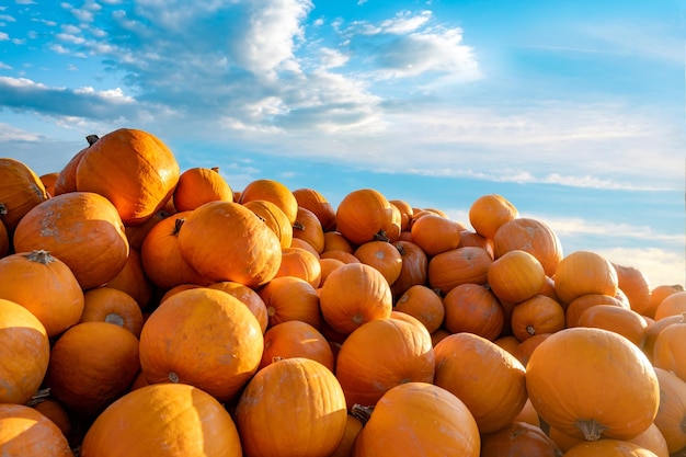 Photo beaucoup de citrouilles saisonnières orange contre un ciel bleu