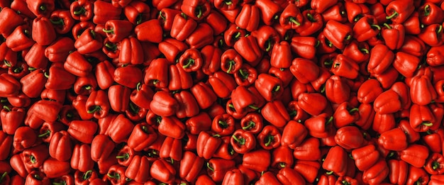 Beaucoup de cloches de poivrons rouges frais et mûrs comme en-tête de texture d'arrière-plan, taille de la bannière