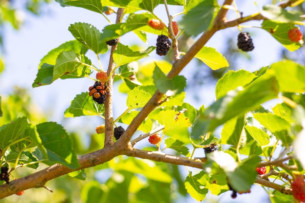 Beaucoup de coccinelles sur les baies de mûrier. Invasion d'insectes, avantages et inconvénients.