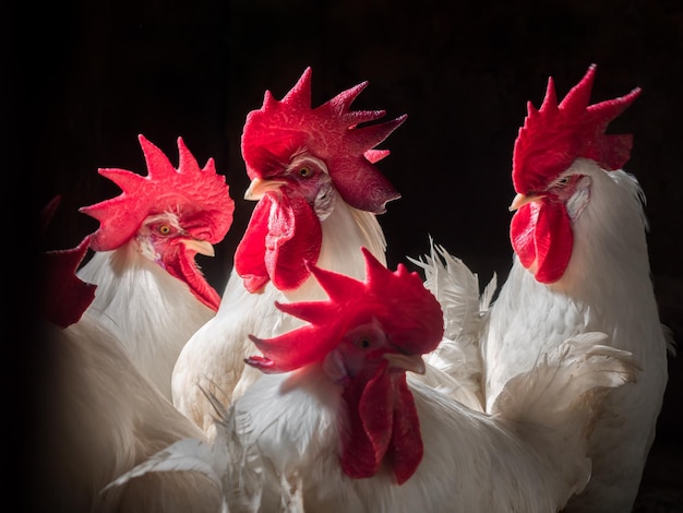 Photo beaucoup de coq blanc dans une grange sombre sur un fond sombre de ferme belles bites domestiques dans un poulailler