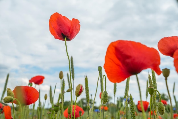 Beaucoup de coquelicots rouges dans un champ photographié du bas de la ferme sur un fond de ciel close up plante interdite cocaïne