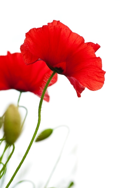 Beaucoup de coquelicots rouges isolés sur un angle de fond blanc d'une page