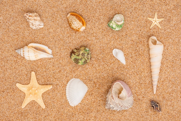 Beaucoup de coquillages différents sur le fond de sable de la plage