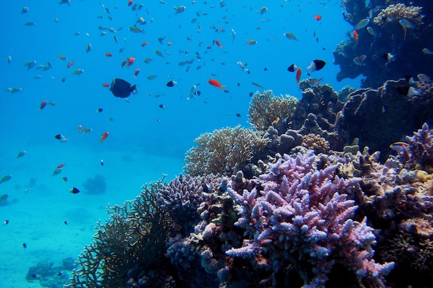 Beaucoup de coraux et de poissons