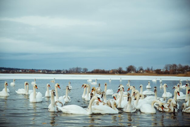 Beaucoup de cygnes sur le lac en hiver