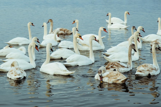 Beaucoup de cygnes sur le lac en journée d'hiver