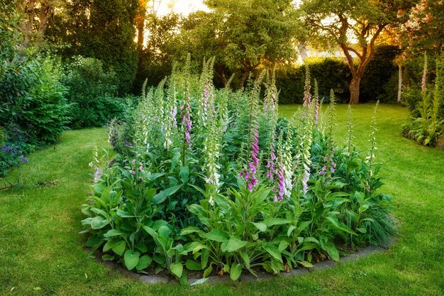 Beaucoup de digitales colorées poussant dans un jardin verdoyant contre un doux coucher de soleil Fleurs poussant en harmonie paisible dans une belle arrière-cour tranquille Arbuste luxuriant avec de hautes pousses ajoutant une beauté calme et zen