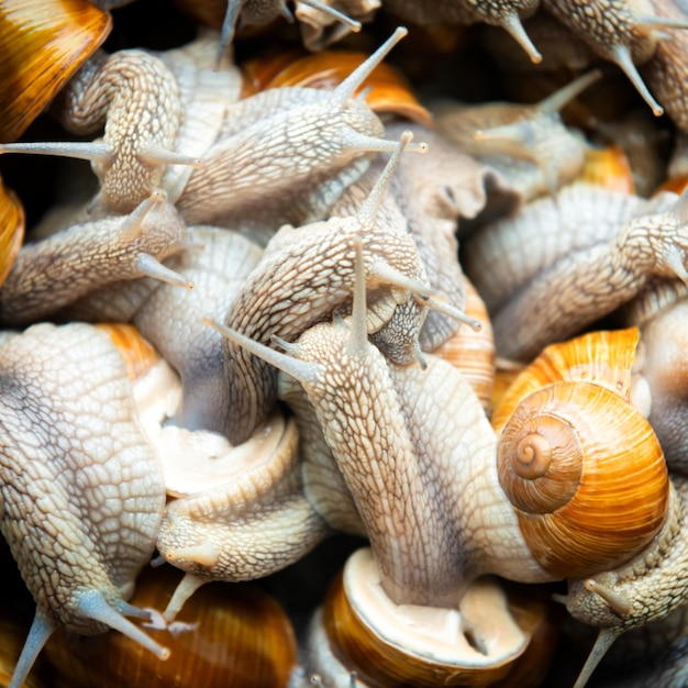 Beaucoup d'escargots à la ferme d'escargots