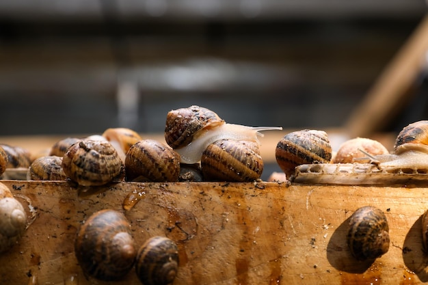 Beaucoup d'escargots rampant sur un support en bois à l'intérieur en gros plan