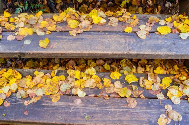 Beaucoup de feuilles d'automne jaunes sur des marches en bois