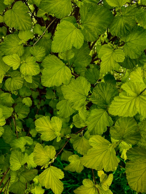 Beaucoup de feuilles vert clair fraîches