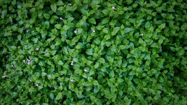 Beaucoup de feuilles vertes et de fleurs violettes