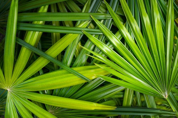 Beaucoup de feuilles vertes d'un palmier. Fond de nature