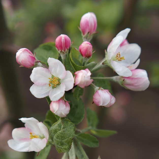 Beaucoup De Fleurs Blanc-rose D'un Pommier En Gros Plan Sur Un Fond De Feuilles Vertes. Léningrad