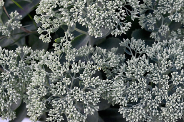 Beaucoup de fleurs blanches de Hylotelephium telephium en fleurs avec des feuilles et des tiges vertes