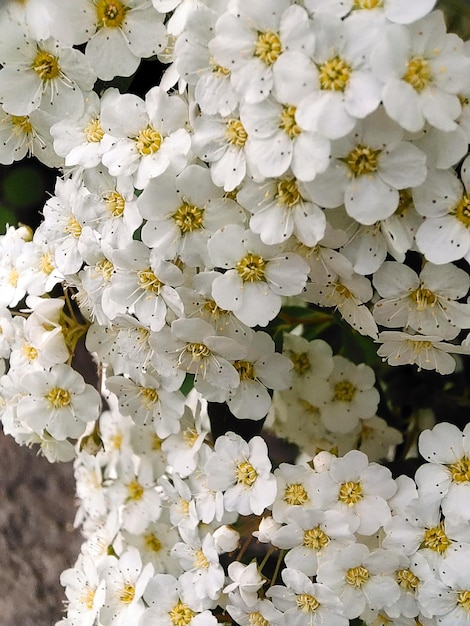 Beaucoup de fleurs blanches luxuriantes de buisson de spirée se bouchent