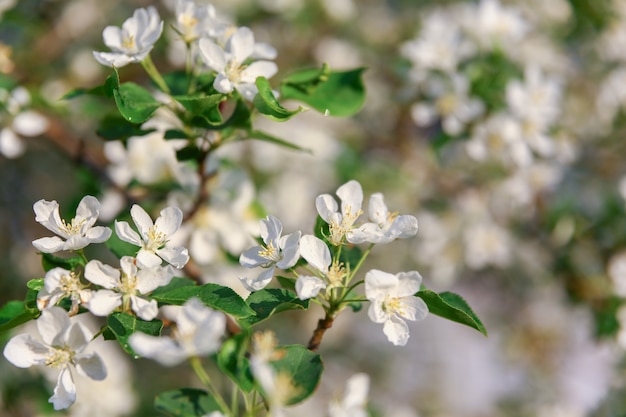 Beaucoup de fleurs blanches d'un pommier en fleurs