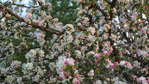 Beaucoup de fleurs blanches et roses d'un pommier en gros plan sur fond de coucher de soleil