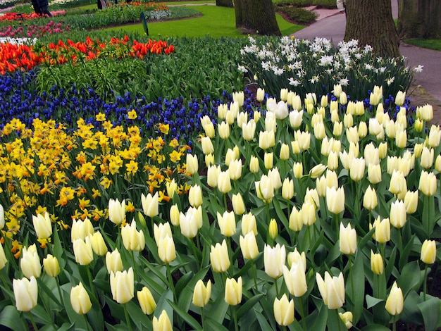 Beaucoup de fleurs colorées rouges, jaunes, blanches, roses, tulipes, jonquilles, dans le magnifique lit de fleurs Keukenhof