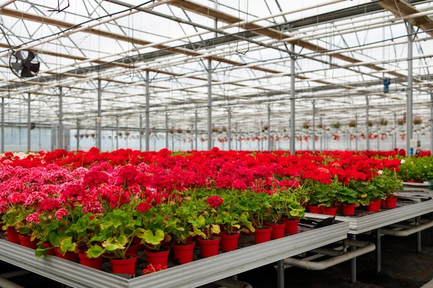 Beaucoup de fleurs dans des pots sur des supports dans une entreprise de l'industrie de la floriculture à effet de serre