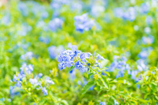 Beaucoup de fleurs d&#39;hortensia bleu dans le jardin