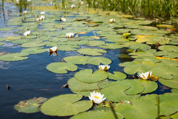Beaucoup de fleurs de lotus blanches fleurissent dans la rivière