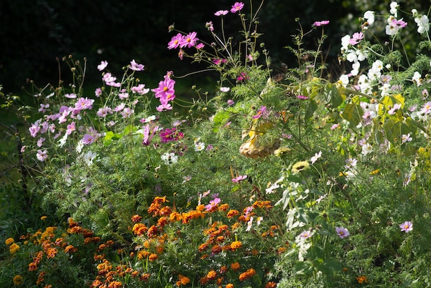 Beaucoup de fond de fleurs sauvages d'automne