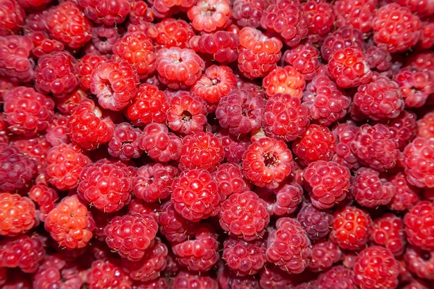 Beaucoup de framboises mûres vue de dessus en gros plan