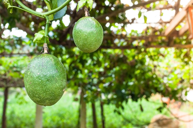 Beaucoup de fruits de la passion crus et frais dans la ferme de fruits de la passion du jardin