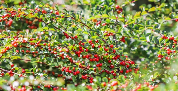 Beaucoup de fruits rouges sur les branches d'un buisson de cotoneaster horizontalis dans le jardin en automne