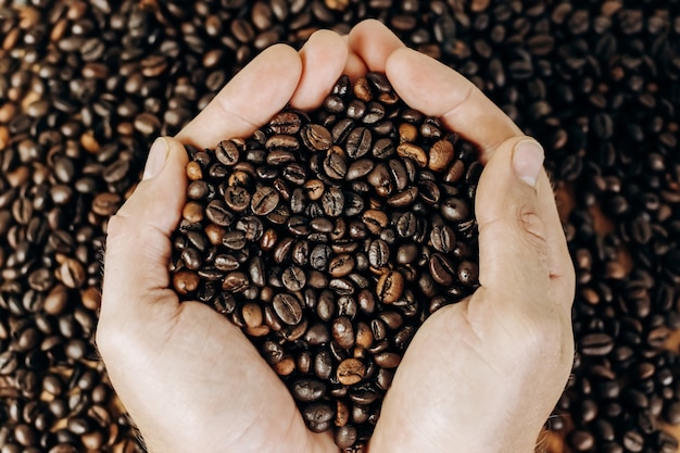 Beaucoup de grains de café sur un fond en bois. l'homme tient du café dans les paumes