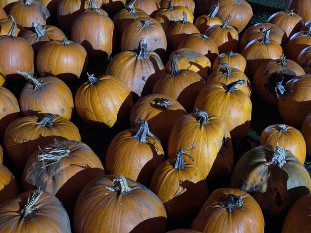 Photo beaucoup de grandes citrouilles sur le champ de citrouilles d'halloween