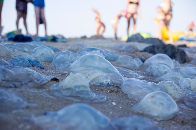 Beaucoup de grandes méduses et de personnes debout sur la plage de sable