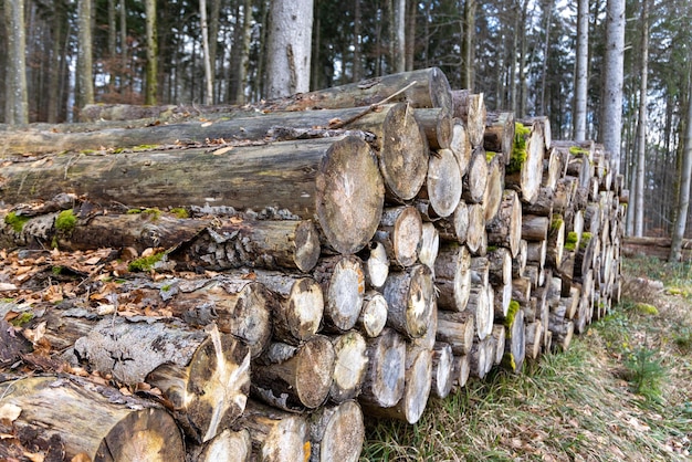 Beaucoup de grands rondins dans une forêt dense d'automne