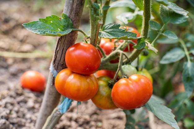 Beaucoup de grappes de tomates rouges mûres et vertes non mûres qui poussent dans le jardin la récolte mûrit par une chaude journée d'été