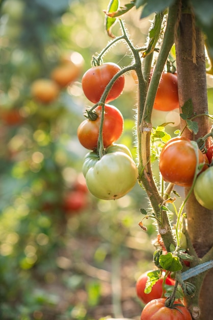 Beaucoup de grappes de tomates rouges mûres et vertes non mûres qui poussent dans le jardin la récolte mûrit par une chaude journée d'été