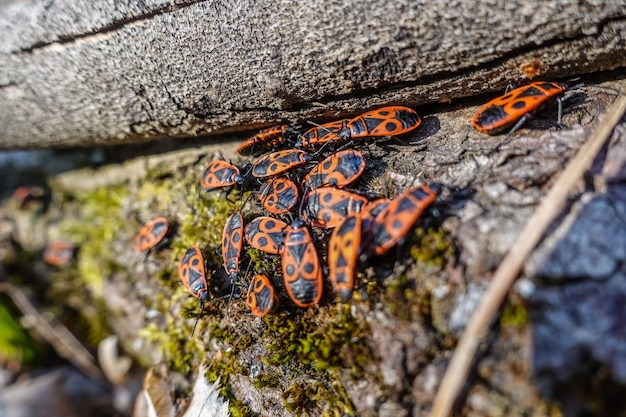 Beaucoup d'insectes de feu rouges sur une place au soleil sur de la mousse