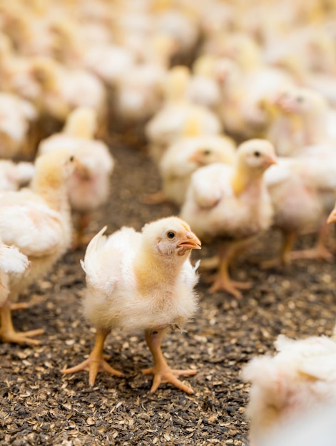 Beaucoup de jeunes poussins à la ferme les uns avec les autres