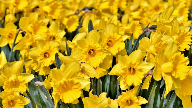 Beaucoup de jonquilles jaunes en été dans le parc.