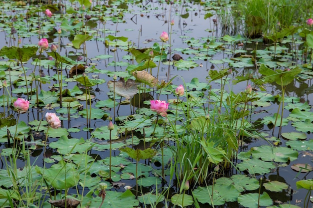 Beaucoup de Lotus fleurissent dans l&#39;étang