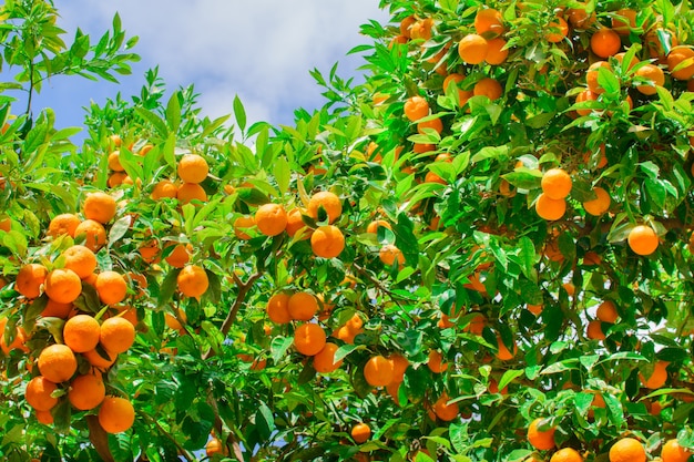 Beaucoup de mandarines orange sur l'arbre dans la rue de la ville quelque part en Espagne.