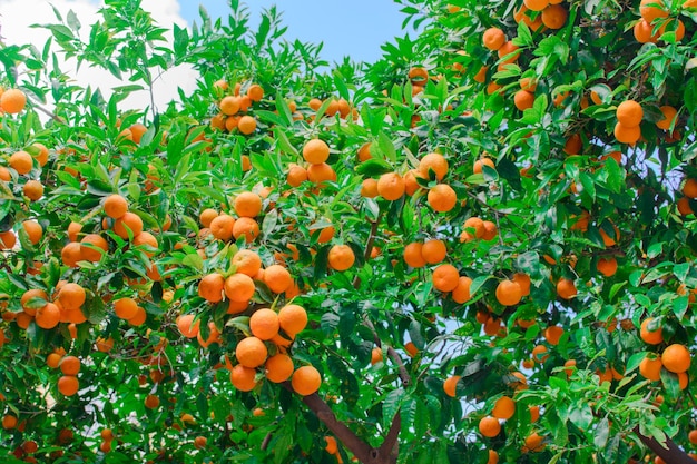 Beaucoup de mandarines oranges sur l'arbre dans la rue de la ville quelque part en Espagne.