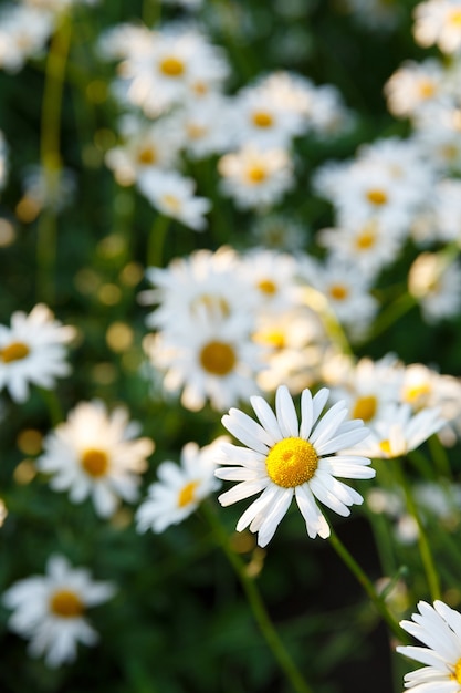 Beaucoup de marguerites blanches dans le jardin sur fond d'herbe