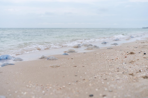 Beaucoup de méduses mortes sur la plage des eaux peu profondes Cornerot et méduses Aurelia sur le rivage sablonneux et dans l'eau. Catastrophe écologique de la mer d'Azov Réchauffement climatique