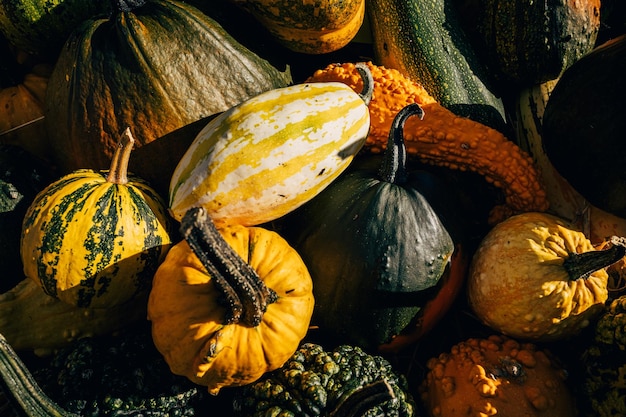 Beaucoup de mini citrouilles au marché des fermiers en plein air