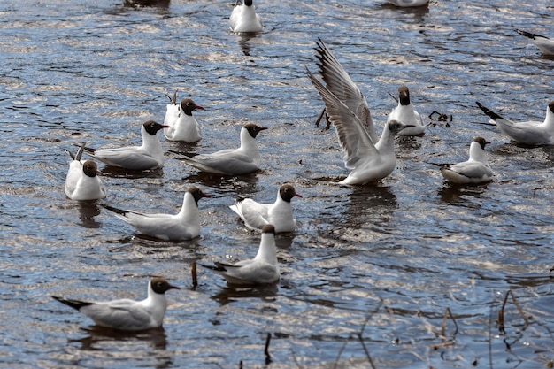 Beaucoup de mouettes flottent sur l'eau on déploie ses ailes