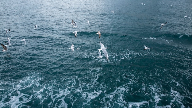 Beaucoup de mouettes volant au-dessus de la surface de l'eau avec de la mousse et de petites vagues