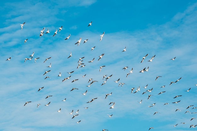 Beaucoup de mouettes volant sur fond de concept de liberté de ciel bleu. Animaux.
