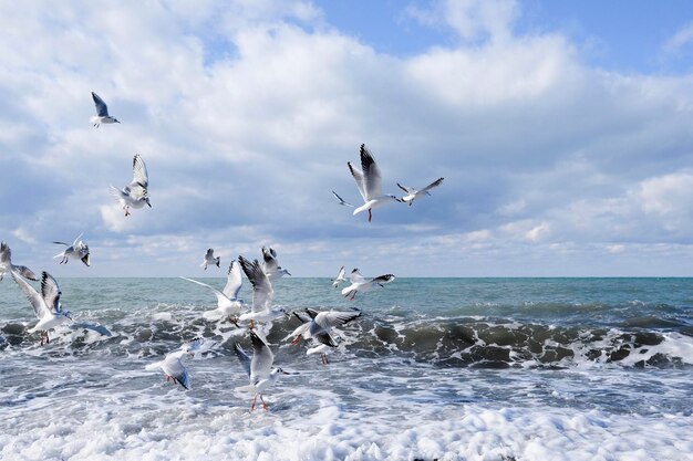 Beaucoup de mouettes volent dans le ciel bleu nuageux au-dessus de la mer